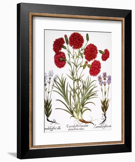 Carnation & Lavender, 1613-Besler Basilius-Framed Giclee Print