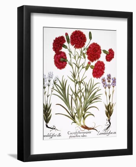 Carnation & Lavender, 1613-Besler Basilius-Framed Giclee Print