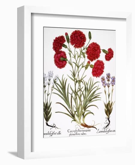 Carnation & Lavender, 1613-Besler Basilius-Framed Giclee Print