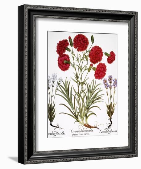 Carnation & Lavender, 1613-Besler Basilius-Framed Giclee Print