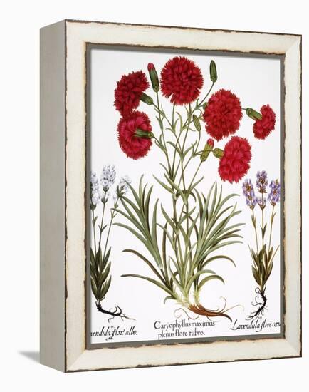 Carnation & Lavender, 1613-Besler Basilius-Framed Premier Image Canvas