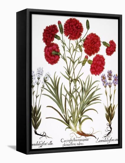 Carnation & Lavender, 1613-Besler Basilius-Framed Premier Image Canvas