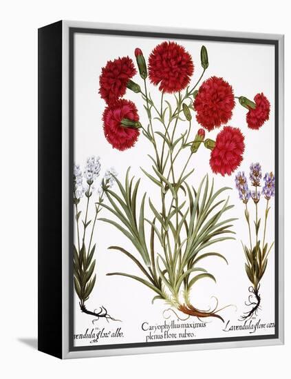 Carnation & Lavender, 1613-Besler Basilius-Framed Premier Image Canvas