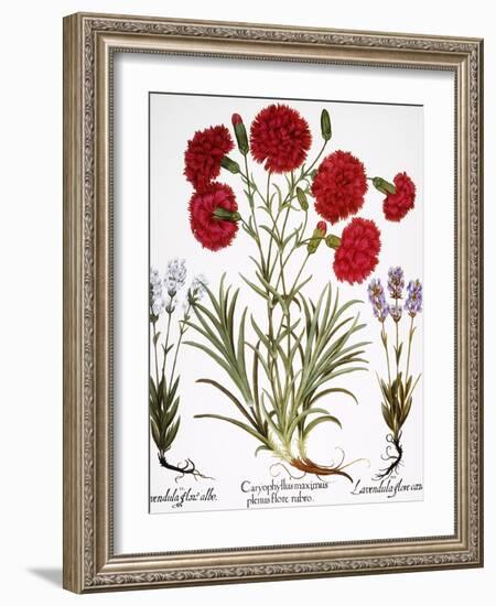 Carnation & Lavender, 1613-Besler Basilius-Framed Giclee Print