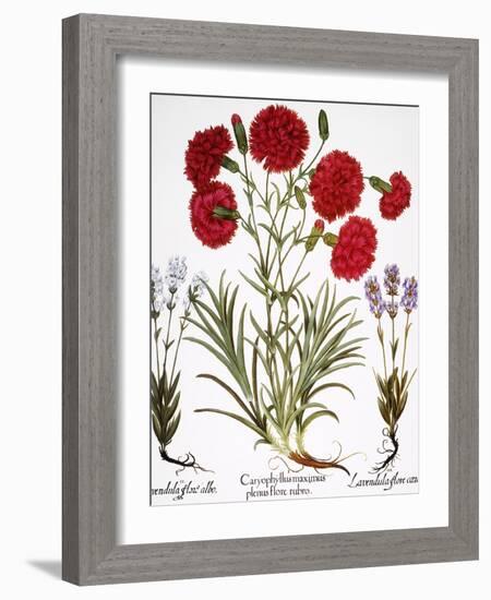 Carnation & Lavender, 1613-Besler Basilius-Framed Giclee Print