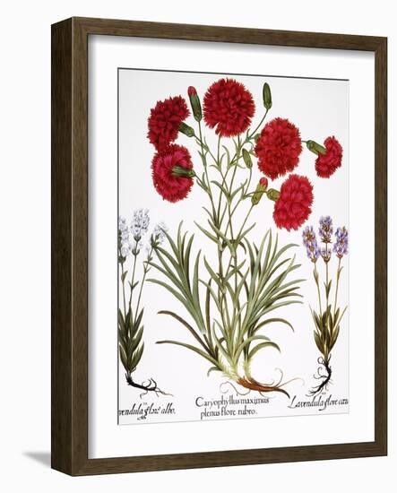 Carnation & Lavender, 1613-Besler Basilius-Framed Giclee Print