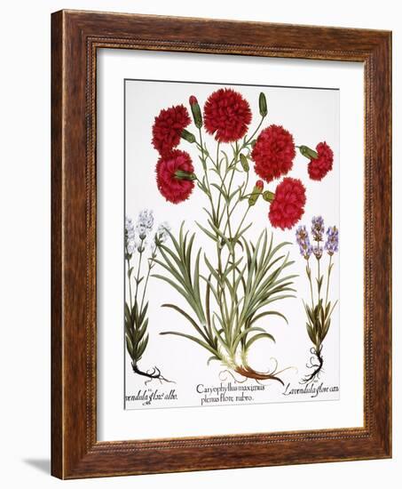 Carnation & Lavender, 1613-Besler Basilius-Framed Giclee Print