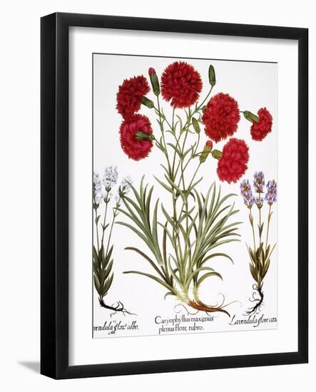 Carnation & Lavender, 1613-Besler Basilius-Framed Giclee Print