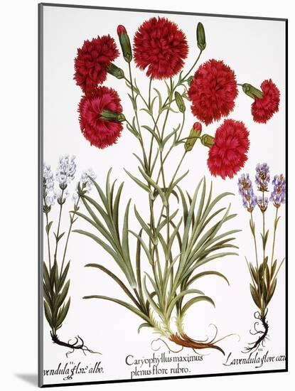 Carnation & Lavender, 1613-Besler Basilius-Mounted Giclee Print