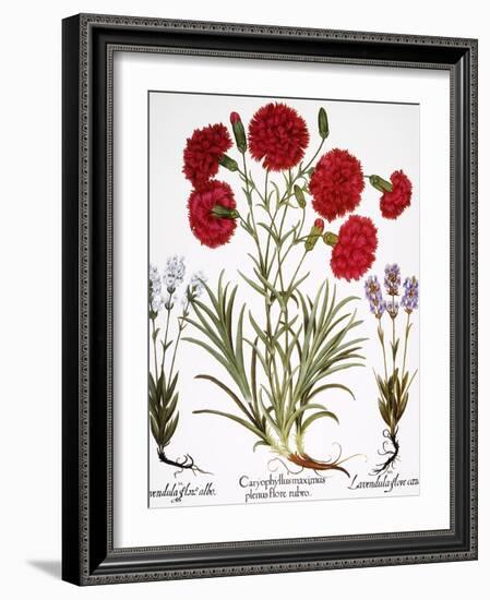 Carnation & Lavender, 1613-Besler Basilius-Framed Giclee Print