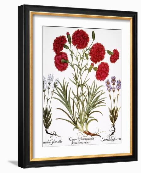 Carnation & Lavender, 1613-Besler Basilius-Framed Giclee Print