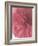 Carnation Soft Start 2-null-Framed Photographic Print