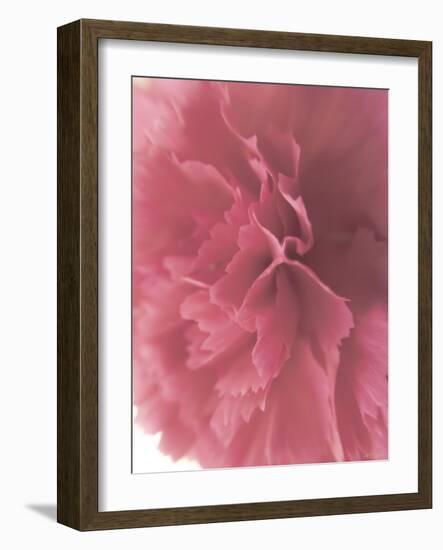 Carnation Soft Start 2-null-Framed Photographic Print