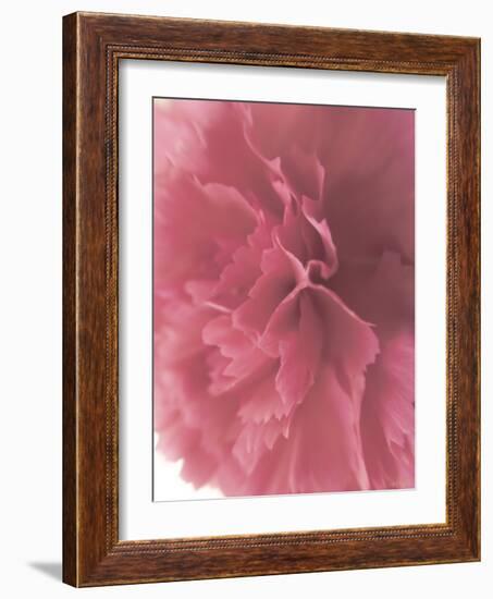 Carnation Soft Start 2-null-Framed Photographic Print