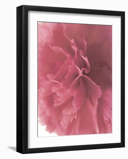 Carnation Soft Start 2-null-Framed Photographic Print