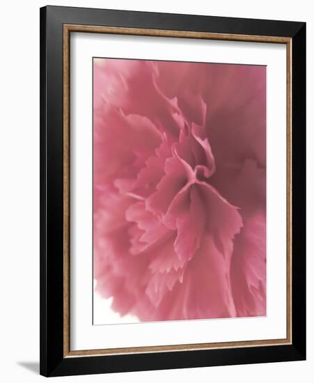 Carnation Soft Start 2-null-Framed Photographic Print