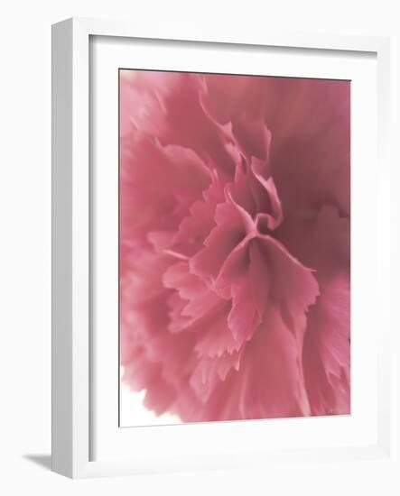 Carnation Soft Start 2-null-Framed Photographic Print