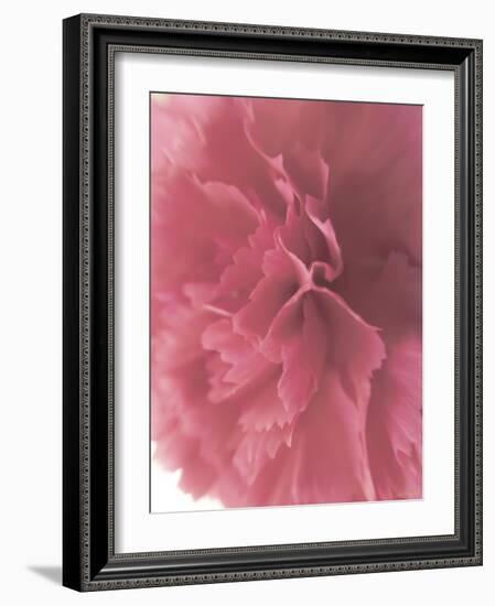 Carnation Soft Start 2-null-Framed Photographic Print