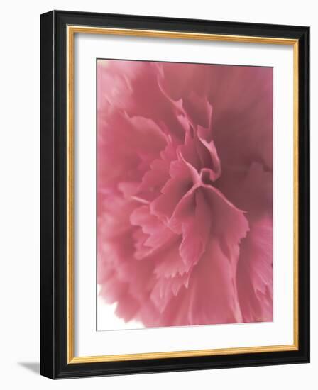 Carnation Soft Start 2-null-Framed Photographic Print