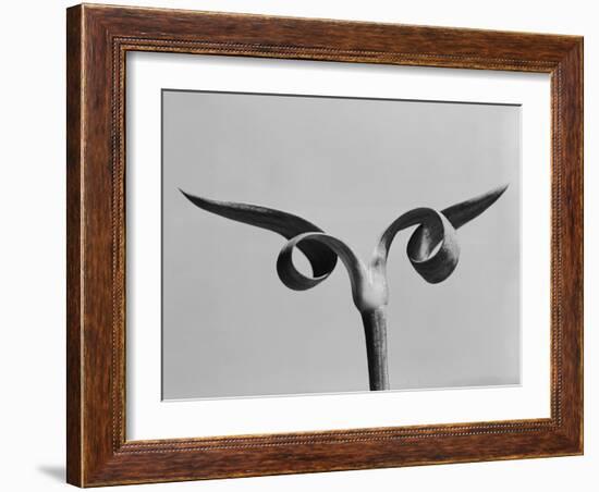 Carnation Stalk-Evans-Framed Photographic Print