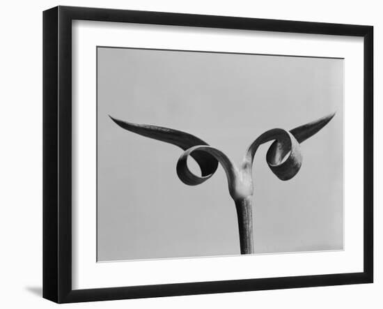 Carnation Stalk-Evans-Framed Photographic Print