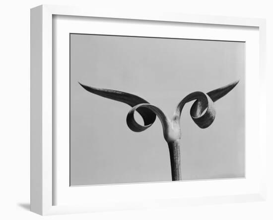 Carnation Stalk-Evans-Framed Photographic Print