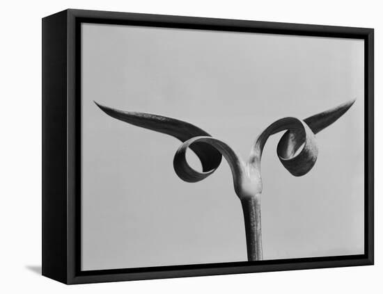 Carnation Stalk-Evans-Framed Premier Image Canvas