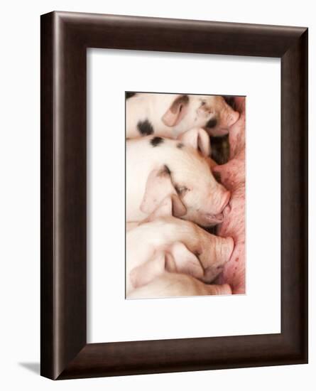 Carnation, WA. Gloucester Old Spot piglets nursing.-Janet Horton-Framed Photographic Print