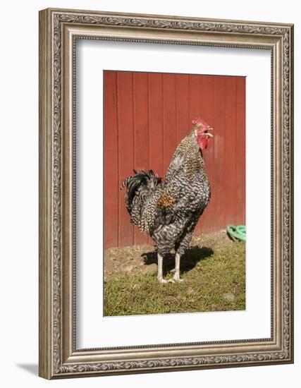 Carnation, WA. Hybrid Black Leghorn and Rhode Island Red rooster.-Janet Horton-Framed Photographic Print