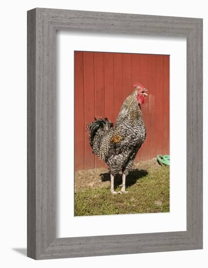 Carnation, WA. Hybrid Black Leghorn and Rhode Island Red rooster.-Janet Horton-Framed Photographic Print