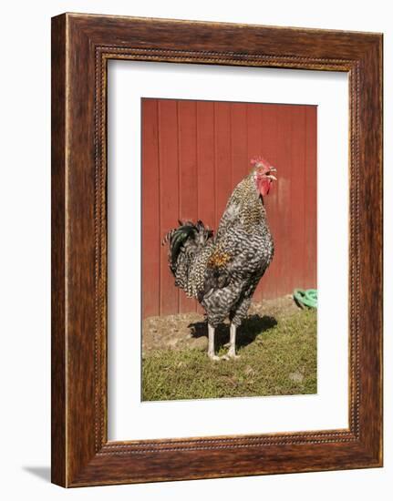 Carnation, WA. Hybrid Black Leghorn and Rhode Island Red rooster.-Janet Horton-Framed Photographic Print