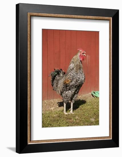 Carnation, WA. Hybrid Black Leghorn and Rhode Island Red rooster.-Janet Horton-Framed Photographic Print