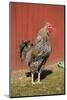 Carnation, WA. Hybrid Black Leghorn and Rhode Island Red rooster.-Janet Horton-Mounted Photographic Print