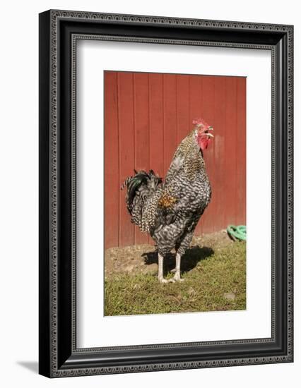 Carnation, WA. Hybrid Black Leghorn and Rhode Island Red rooster.-Janet Horton-Framed Photographic Print