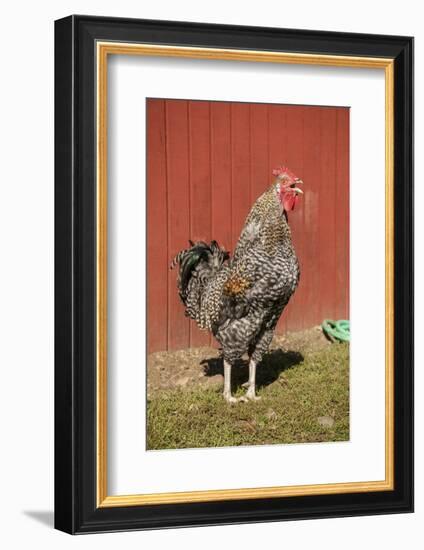 Carnation, WA. Hybrid Black Leghorn and Rhode Island Red rooster.-Janet Horton-Framed Photographic Print