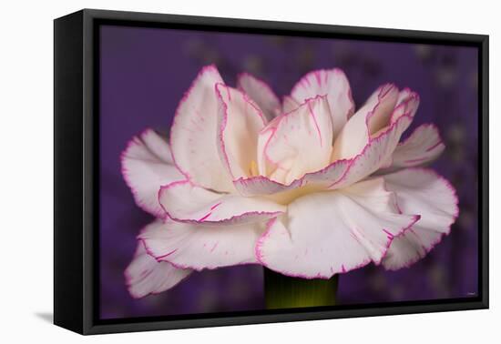 Carnation-Gordon Semmens-Framed Premier Image Canvas