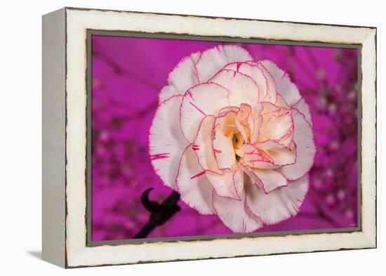 Carnation-Gordon Semmens-Framed Premier Image Canvas