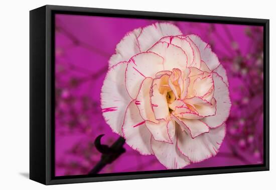 Carnation-Gordon Semmens-Framed Premier Image Canvas