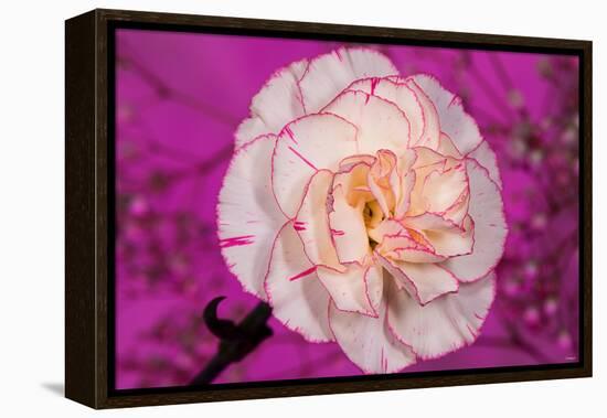 Carnation-Gordon Semmens-Framed Premier Image Canvas