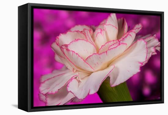 Carnation-Gordon Semmens-Framed Premier Image Canvas