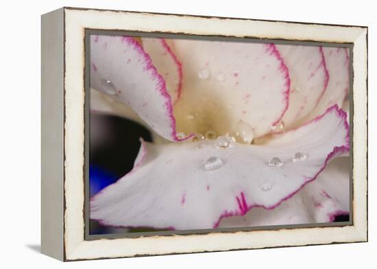 Carnation-Gordon Semmens-Framed Premier Image Canvas