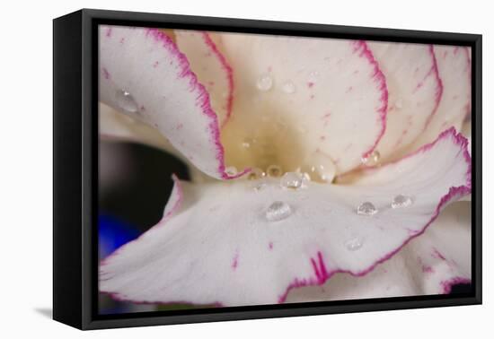 Carnation-Gordon Semmens-Framed Premier Image Canvas