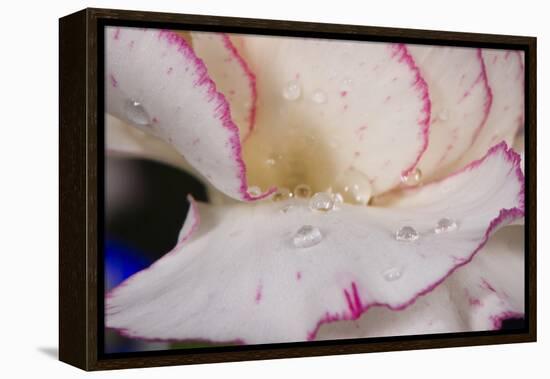 Carnation-Gordon Semmens-Framed Premier Image Canvas