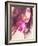 Carnation-Sabina Rosch-Framed Photographic Print