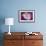 Carnation-Gordon Semmens-Framed Photographic Print displayed on a wall