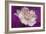 Carnation-Gordon Semmens-Framed Photographic Print