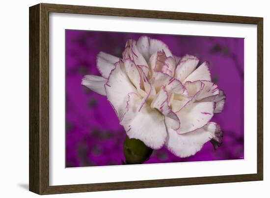 Carnation-Gordon Semmens-Framed Photographic Print