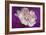 Carnation-Gordon Semmens-Framed Photographic Print