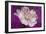 Carnation-Gordon Semmens-Framed Photographic Print