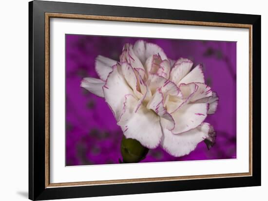Carnation-Gordon Semmens-Framed Photographic Print
